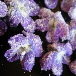 sugared violets