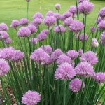 chives with flowers